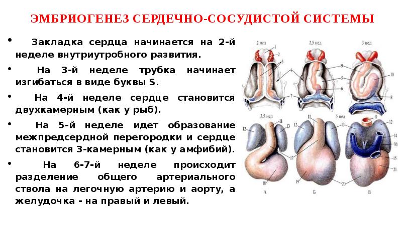 Эмбриогенез дыхательной системы презентация