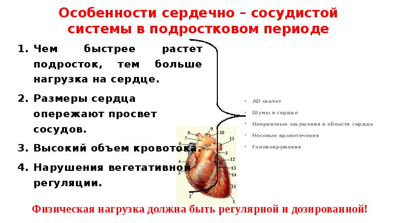 Особенности сердечно сосудистой системы