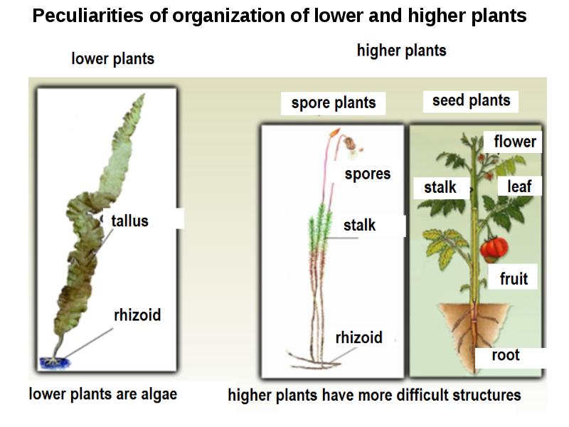 Lower orders. Lower Plants. Higher Plants. Classification of Plants higher. Higher lower.