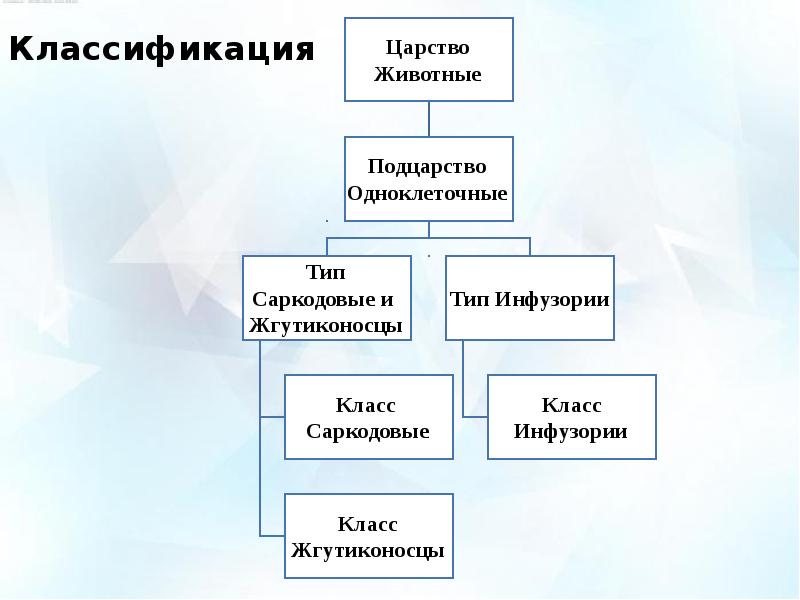 Презентация на тему жгутиконосцы 7 класс