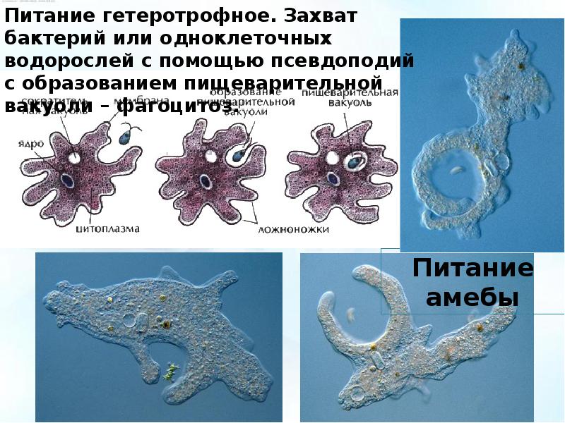 Простейшие подробно