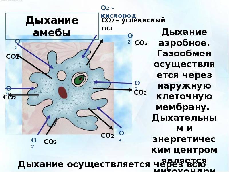 Саркодовые