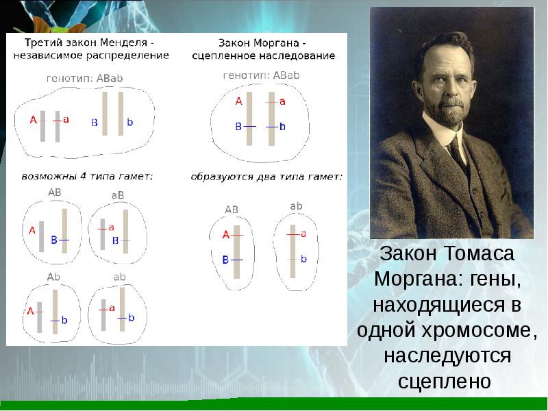 Сцепленное наследование генов закон т моргана