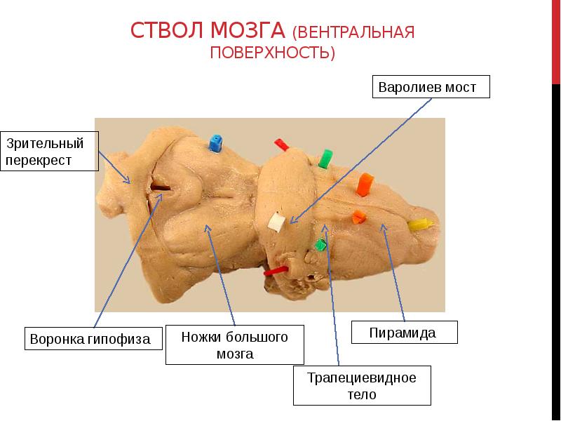 Трапециевидное тело. Трапециевидное тело моста анатомия. Трапециевидное тело мозга. Мост мозга трапециевидное тело. Трапециевидное тело образовано.