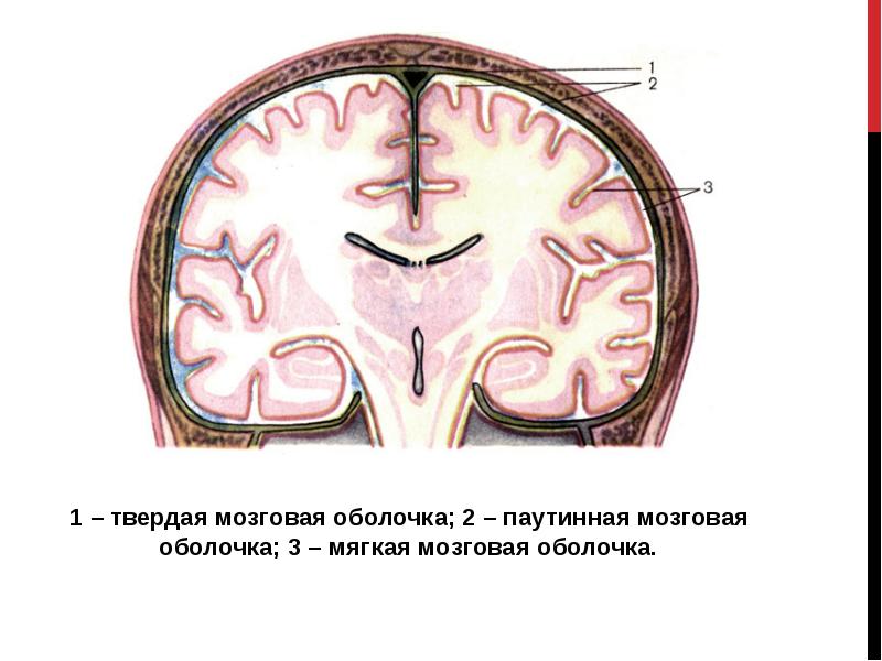 Мозговые оболочки рисунок