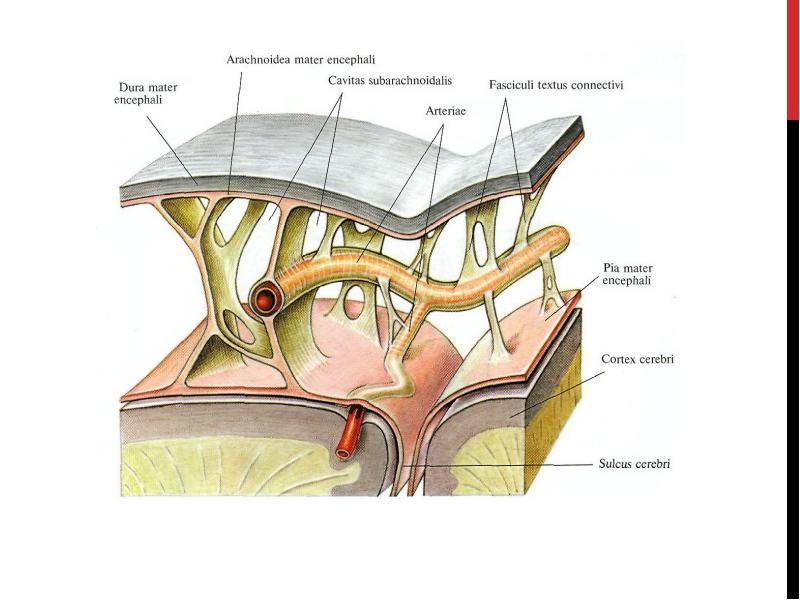 Паутинная оболочка. Оболочки головного мозга животных. Твердая мягкая и паутинная оболочки головного. .Dura Mater encephali твердая мозговая оболочка. Подпаутинное пространство, cavitas subarachnoidalis,.