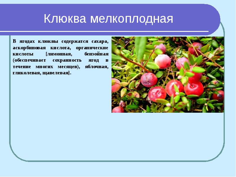 Растения мурманской области фото и названия и описание