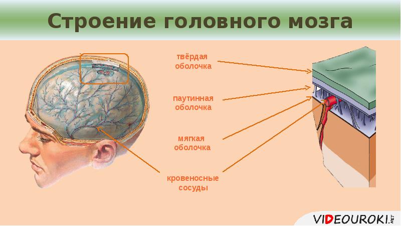 Презентация строение и функции головного мозга 8 класс