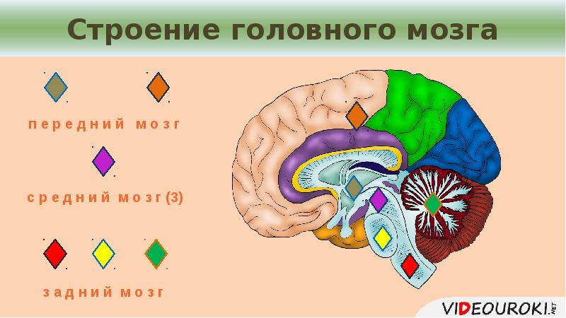 Строение головного мозга презентация 8 класс. Строение и функции головного мозга презентация. Строение головного мозга человека презентация.