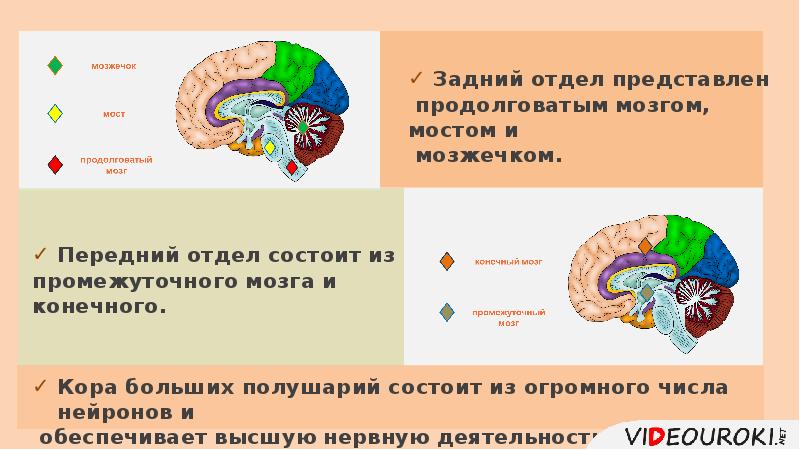 Продолговатый мозг строение и функции таблица. Функции головного мозга пресмыкающихся. Мозг муравья количество нейронов.