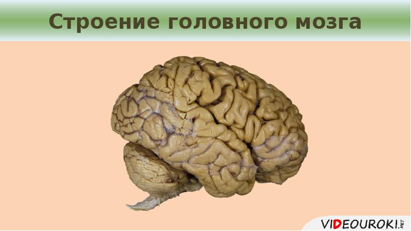 Строение головного мозга презентация 8 класс