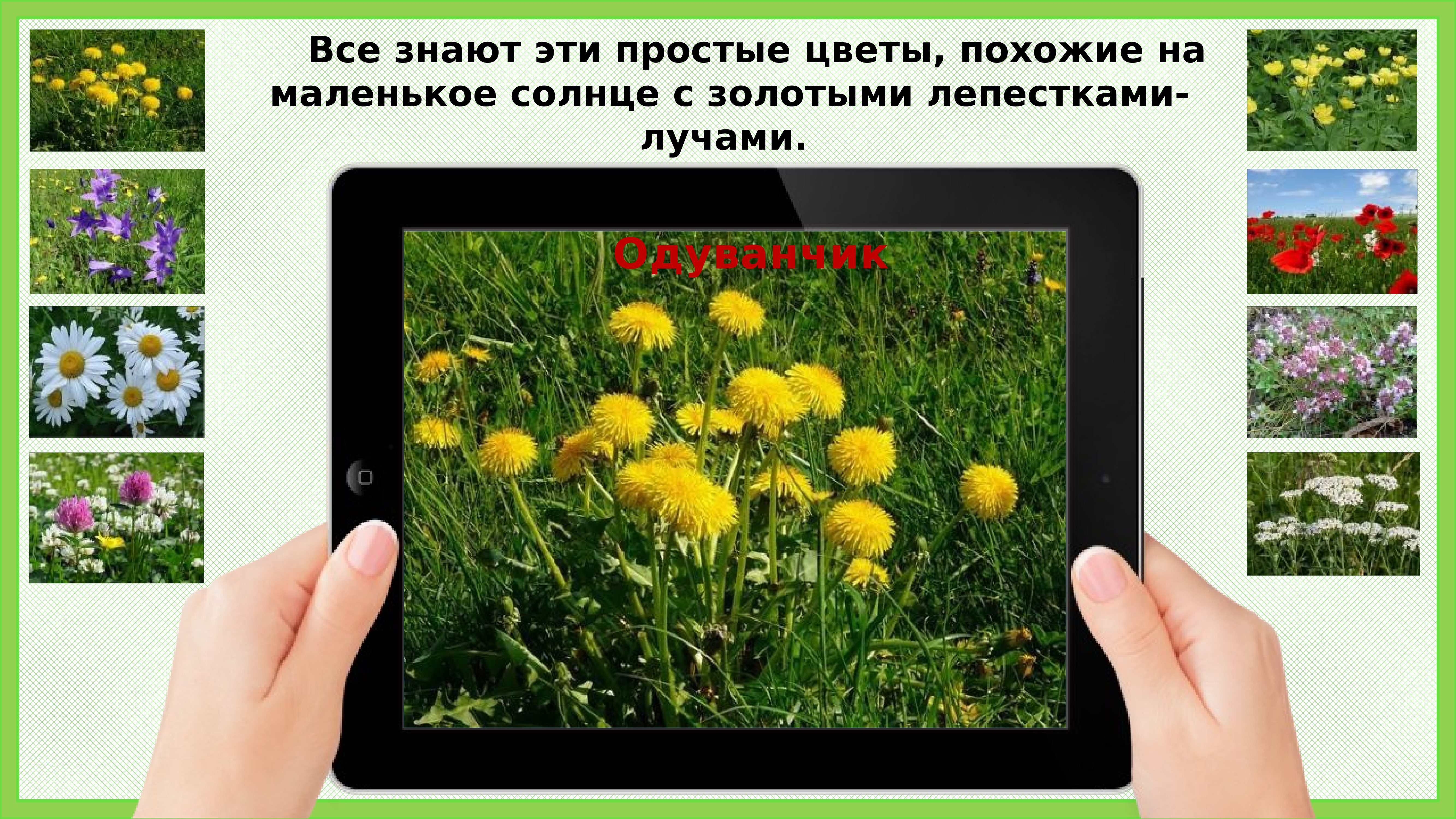 Презентация по окружающему миру 1 класс почему их так назвали школа россии