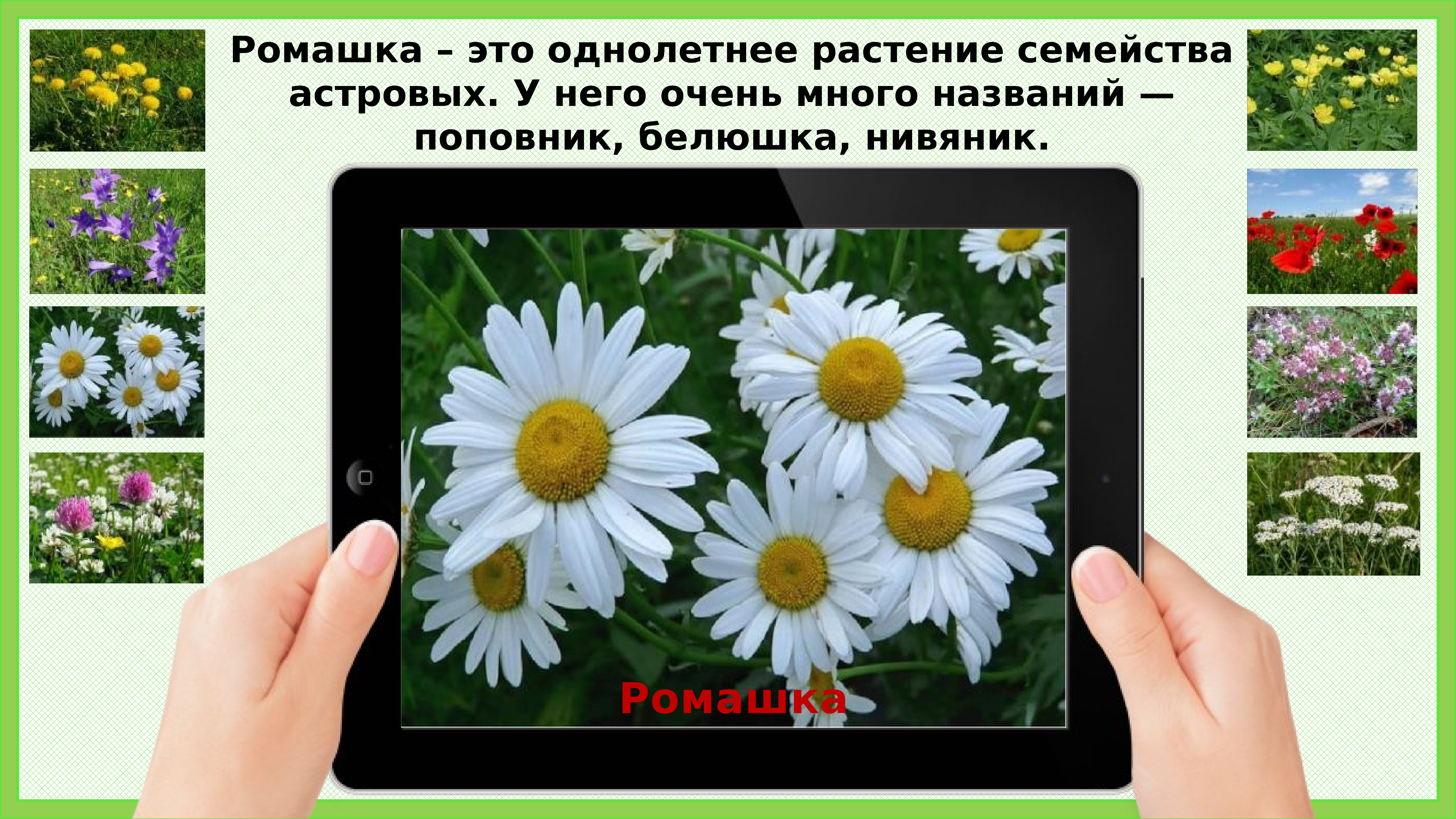 Презентация по окружающему миру 1 класс почему их так назвали