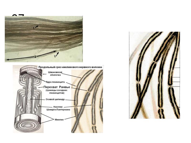 Рисунок миелиновые нервные волокна