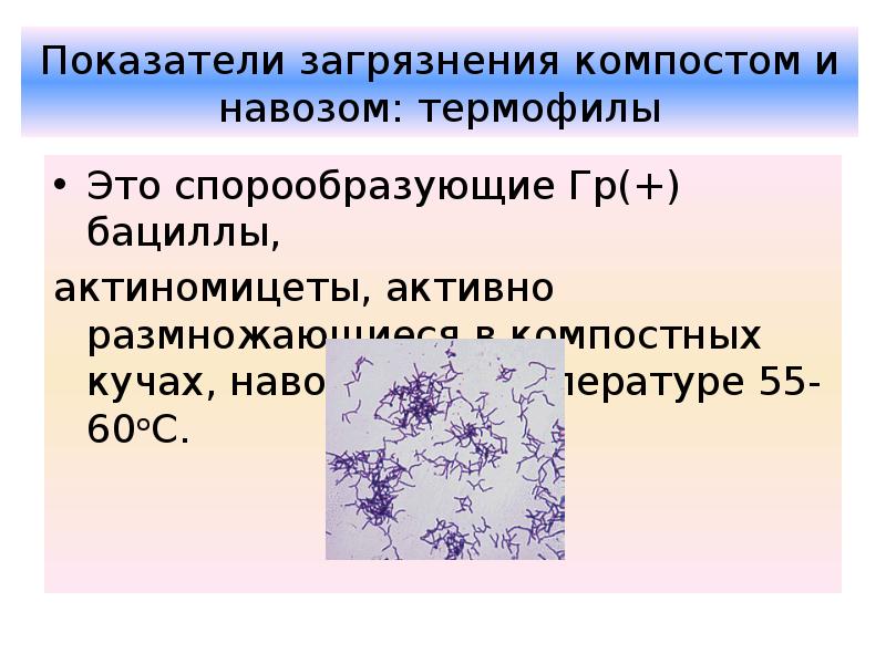 Актиномицеты микробиология презентация. Микробиология презентация. Актиномицеты размножаются. Термофилы это микробиология.