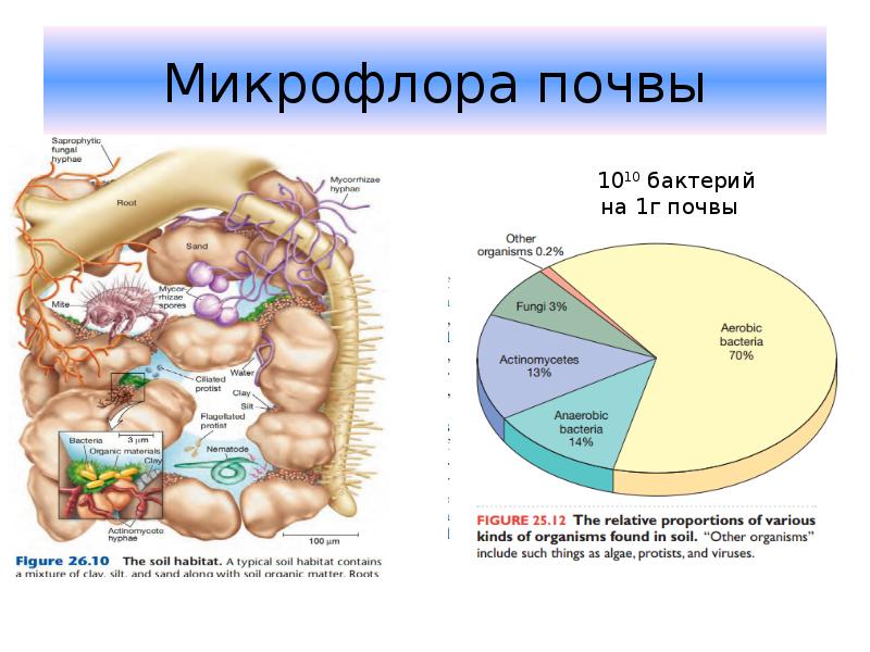 Микробиология почвы презентация