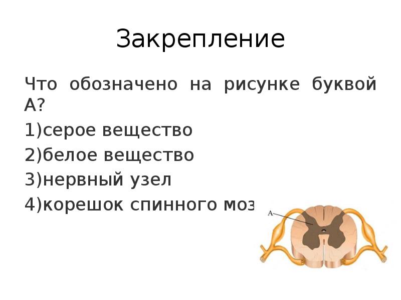 Под цифрой 1 на рисунке обозначены спинной мозг