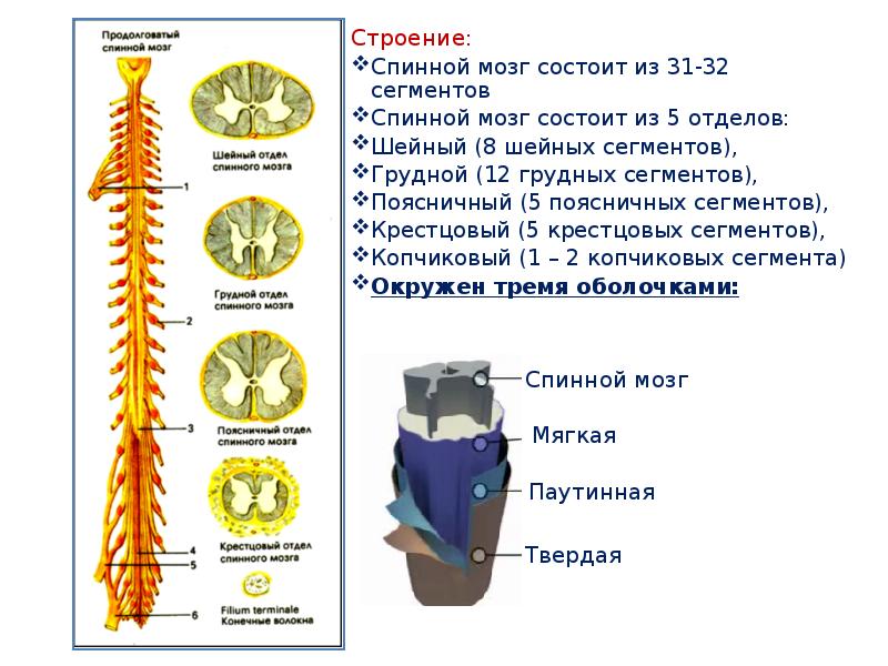 Общий план строения спинного мозга