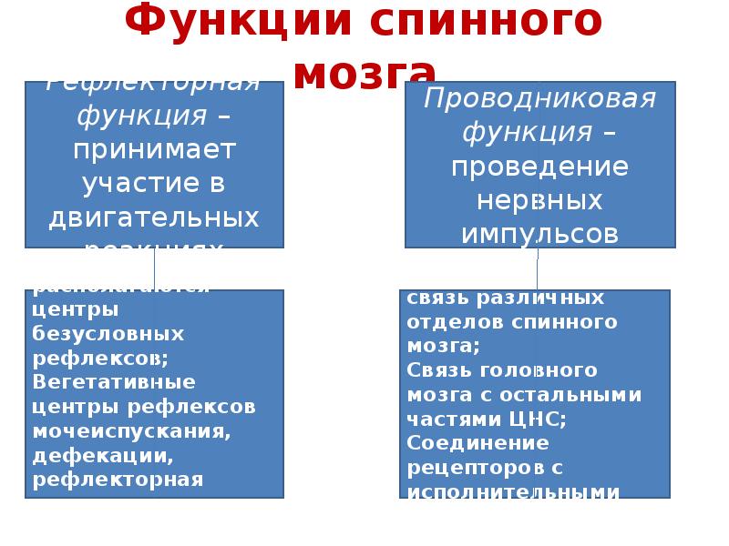 Презентация спинной мозг строение и функции 8 класс