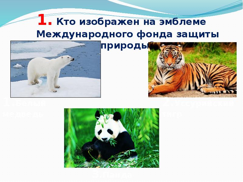 Изображение какого животного является эмблемой всемирного фонда дикой природы евразия