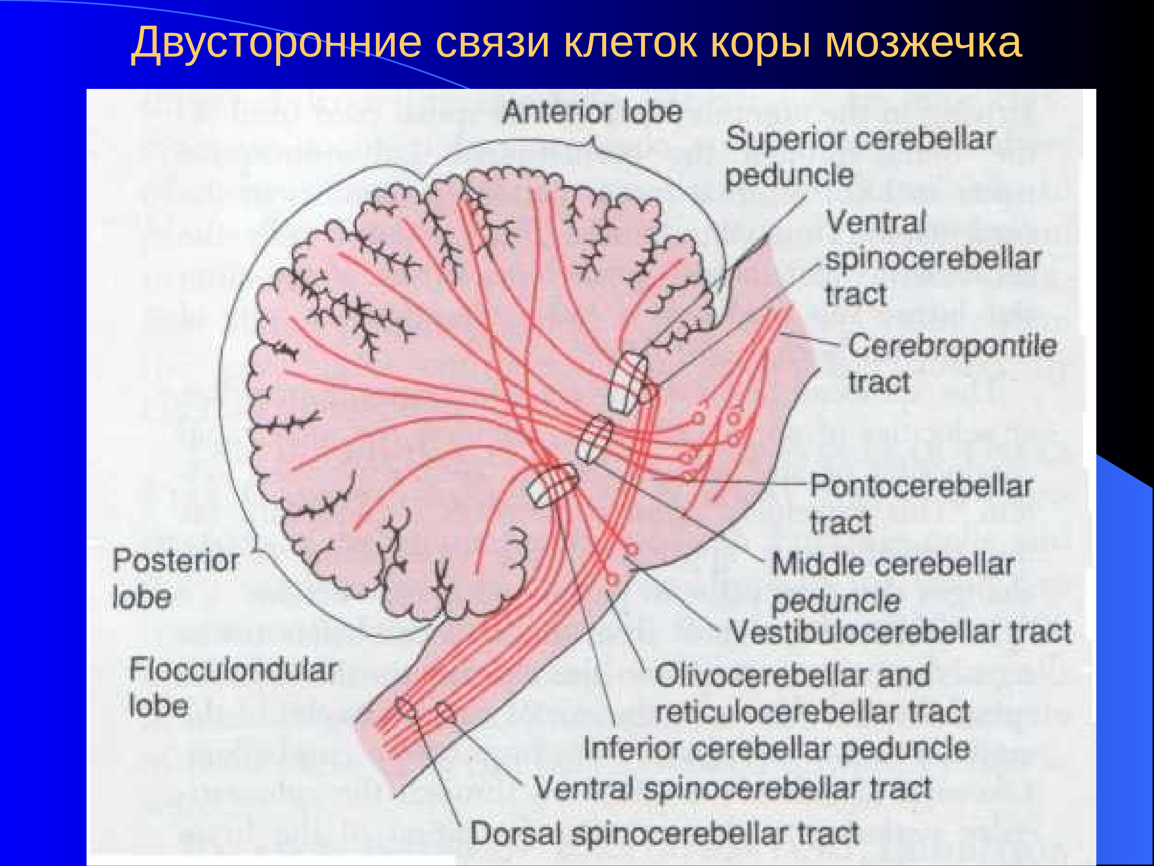 Зубчатое ядро