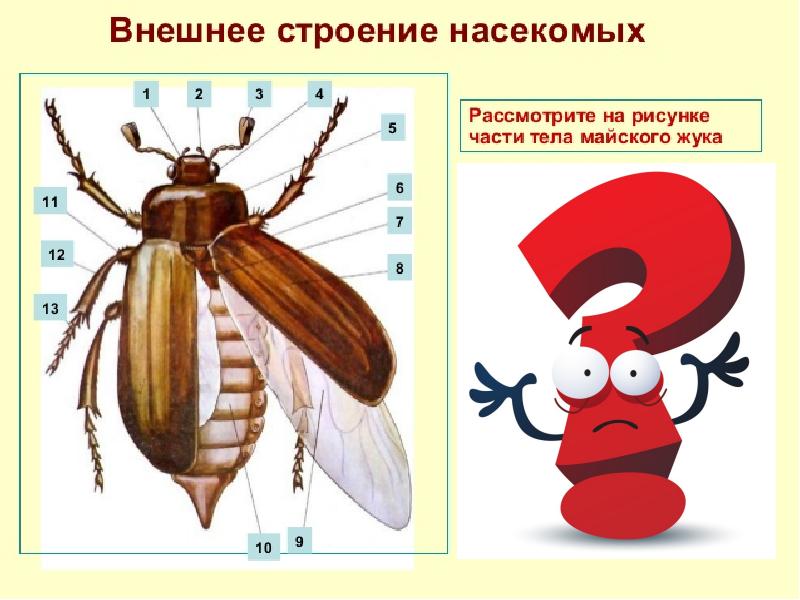 Внешнее строение насекомого майский жук. Строение насекомых Майский Жук. Внешнее строение насекомых 7 класс. Внешнее строение майского жука. Части тела майского жука.