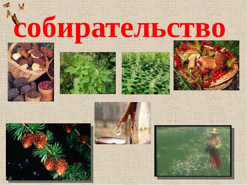 собирательство древних людей. зденек буриан неандерталец. переход от неопротезойской к палеолиту биология. преимущества собирательства и охоты. одомашнивание животных.