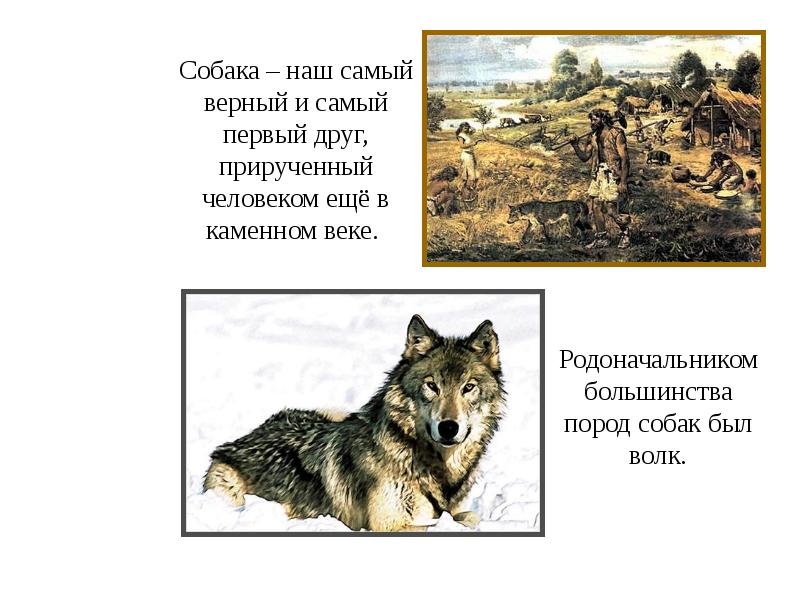 одомашнивание животных древних людей. нарисуйте животных которых первыми приручил человек. вывод что лучше кошки или собаки. первым животным которое одомашнил человек была. нарисуйте животных которых первыми приручил человек.