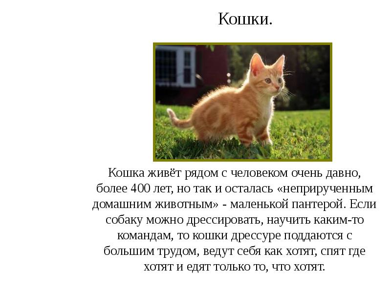 Презентация дрессировка кошек