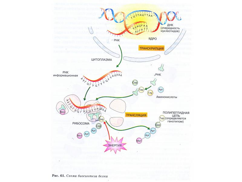 Схема транскрипция и трансляция белка