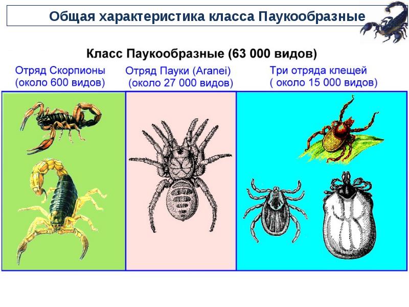 Тип членистоногие класс паукообразные презентация