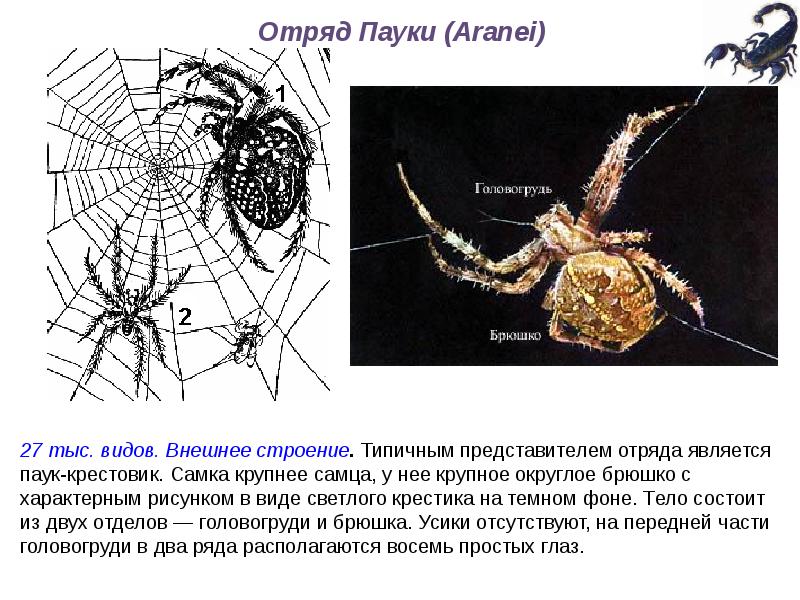 Класс паукообразные презентация пименов