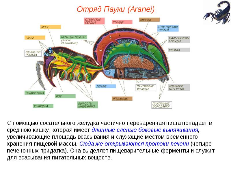 Тип членистоногие класс паукообразные презентация