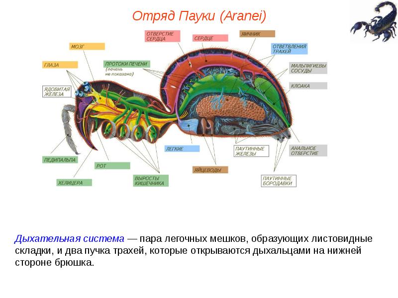 Тип членистоногие класс паукообразные презентация