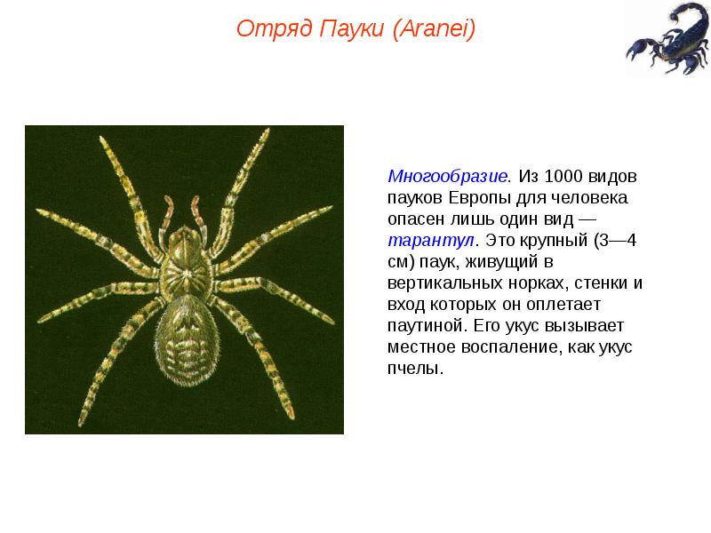 Отряды паукообразных. Из 1000 видов пауков Европы для человека опасен лишь один вид. Отряд пауки (Aranei). Паук Тип класс отряд.