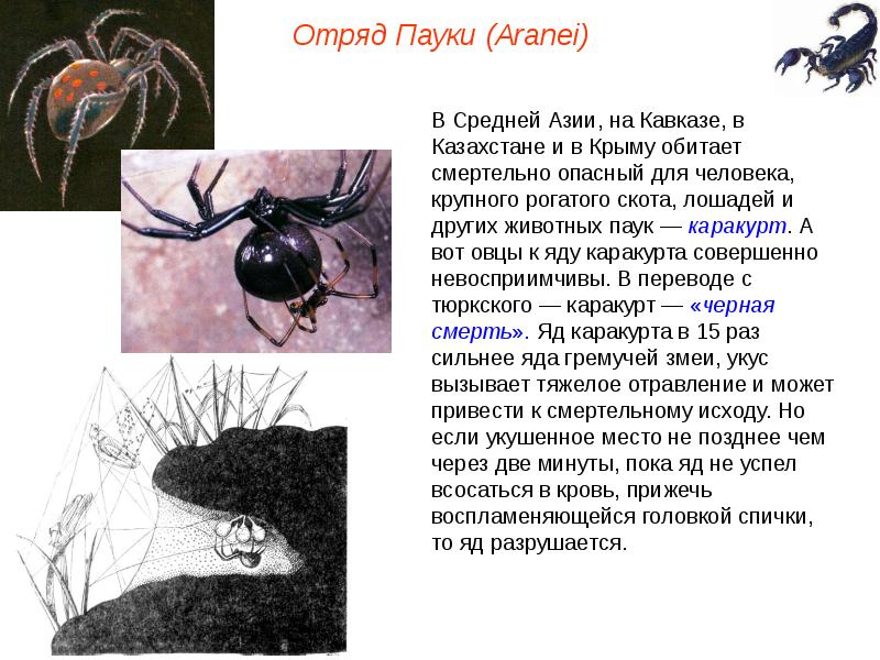 Ядовитые членистоногие презентация