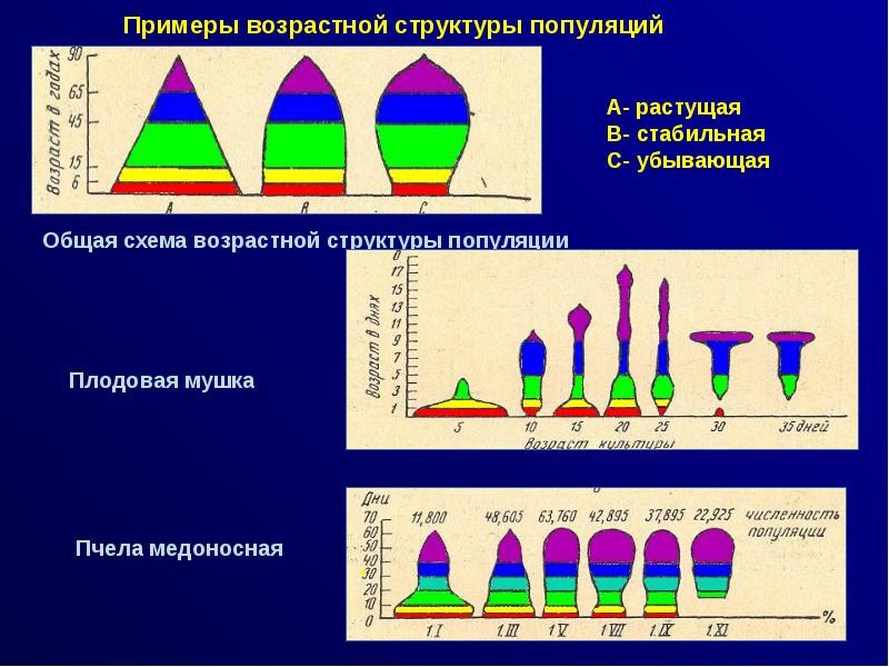 На схемах показана возрастная структура популяций какая из популяций наиболее жизнеспособна