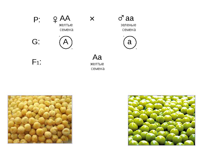 Скрестить семена. Горох Менделя. Генетика горох желтый и зеленый. Зеленый и желтый горошек Менделя. Законы Менделя презентация.