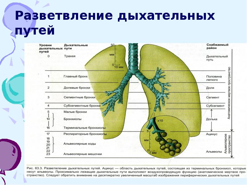 Разветвления легких