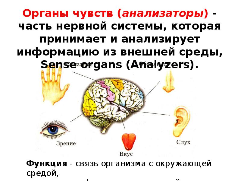 Органы чувств и анализаторы 8 класс презентация