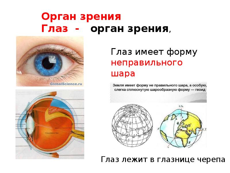 Анализаторы 8 класс. Значение органов чувств и анализаторов. Части анализаторы органов чувств. Органы чувств (анализаторы). Строение и функции органов зрения и слуха. Части системы нервов и органов чувств.