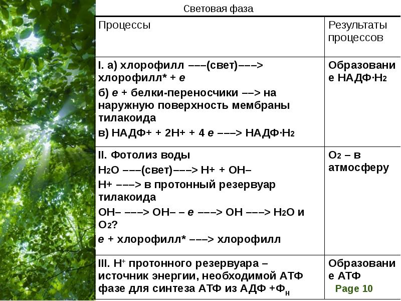 Какие процессы происходят в фазах фотосинтеза. Процессы и фазы фотосинтеза. Последовательность процессов фотосинтеза. Результаты процесса и процессы фотосинтез. Процесс фотосинтеза начинается с.