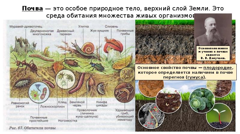 Презентация почва особое природное тело 6 класс география