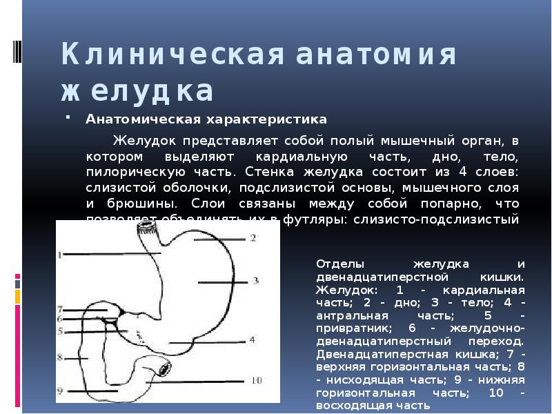 Топографическая анатомия желудка презентация