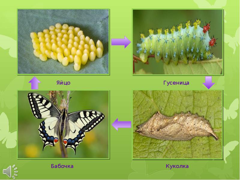Презентация бабочки 1 класс окружающий мир
