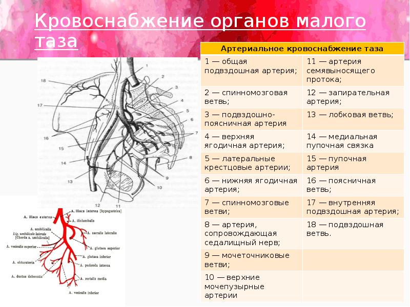 Воспаление внутренней оболочки вены латынь. Ветви внутренней подвздошной артерии схема. Кровоснабжение матки схема. Подвздошная артерия анатомия. Схема артерий малого таза.