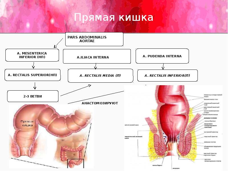 Кровоснабжение прямой кишки схема