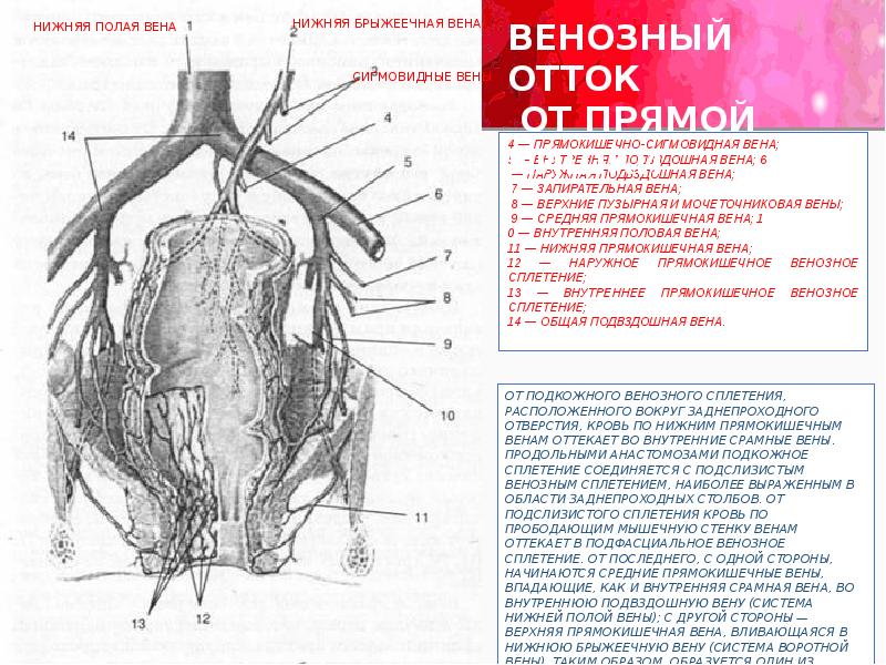 Кровоснабжение носа презентация