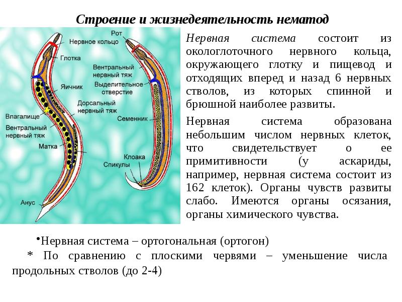 Круглые черви презентация медицина