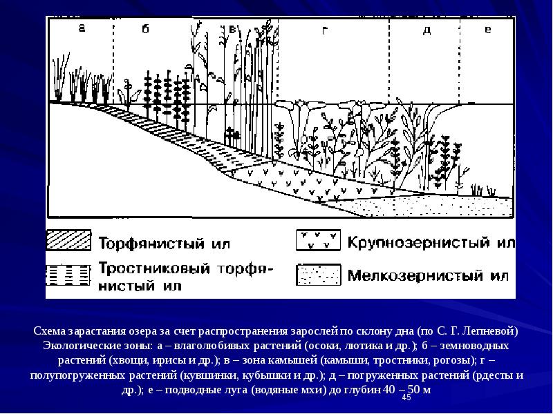 Схема зарастания озера за счет распространения зарослей по склону дна (по Схема зарастания озера за счет распространения зарослей по склону дна (по